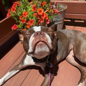 Meet your Posher, Rosie